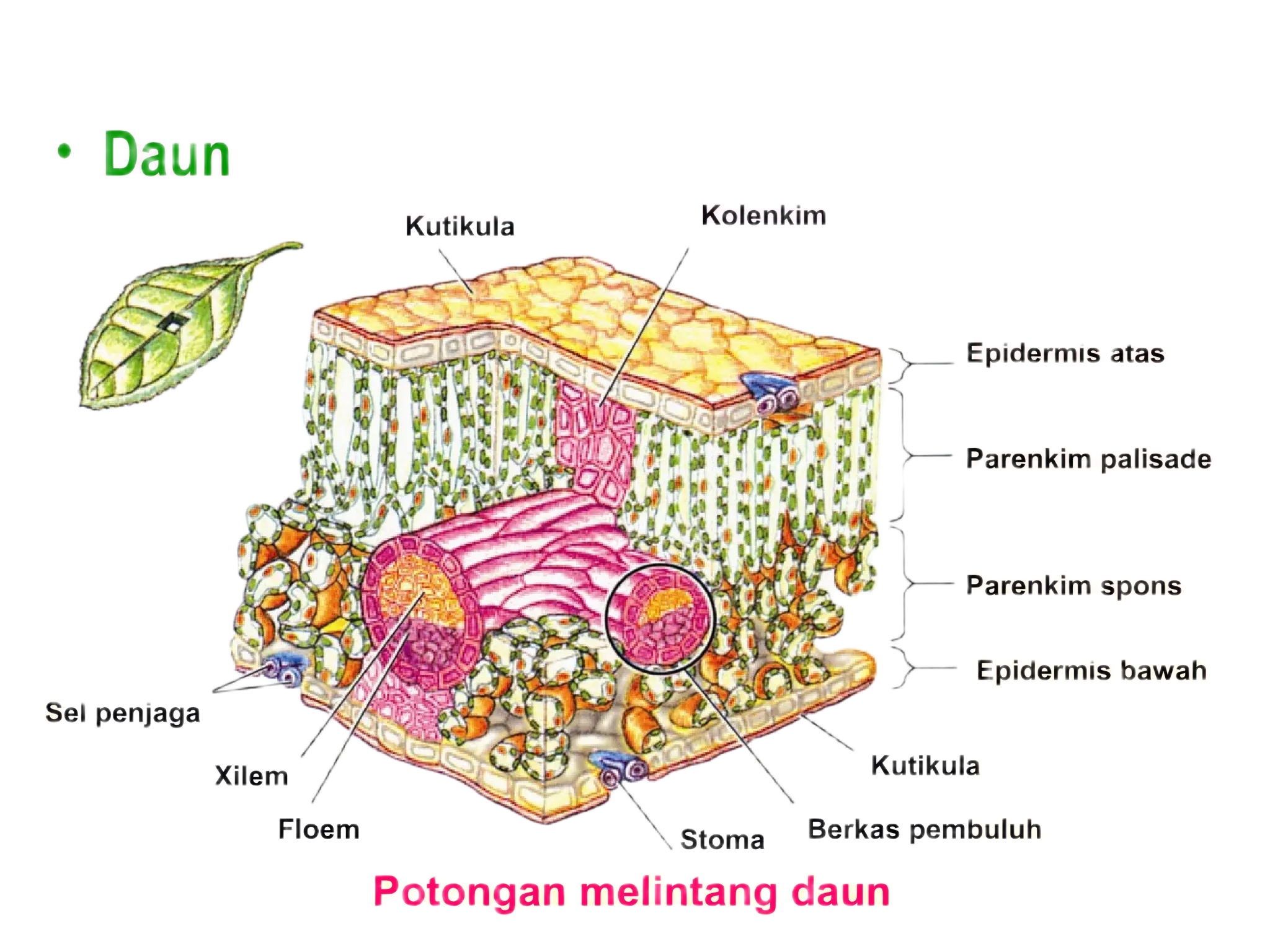 jaringan tumbuhan